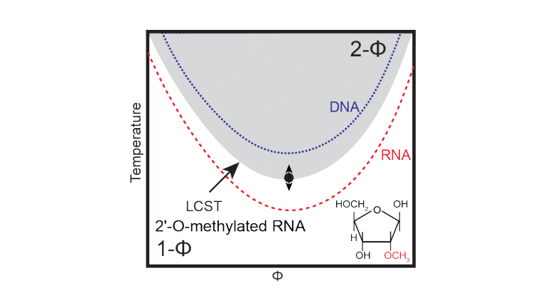 DA RNA DNA